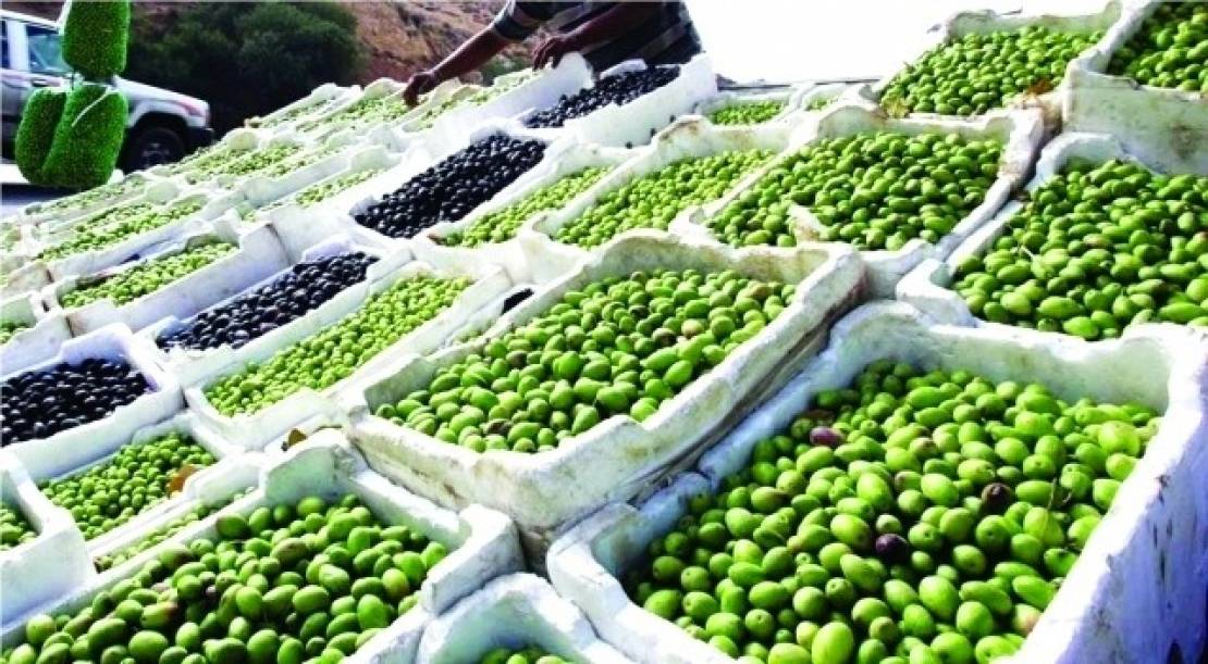 بسبب إنخفاض إنتاجية الزيتون هذا الموسم بالاردن.. وزارة الزراعة تتخذ هذا القرار؟!