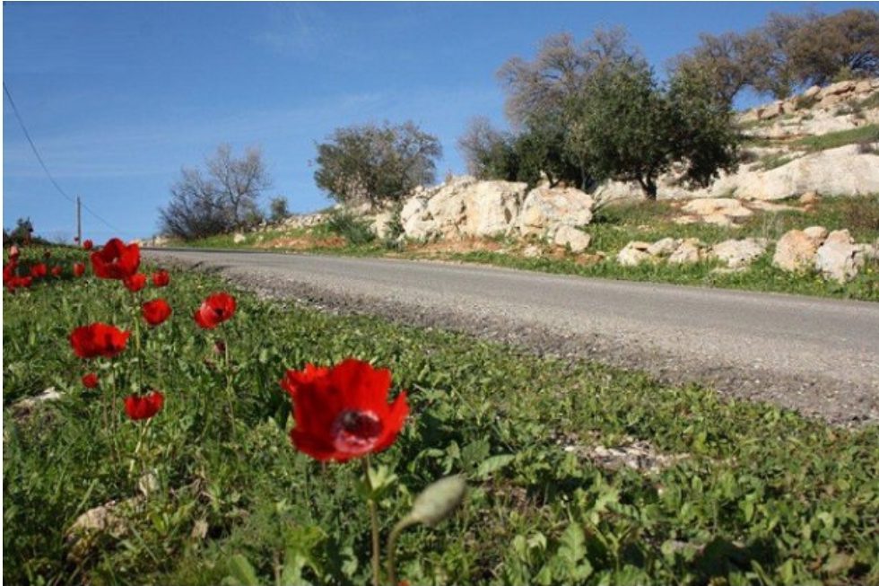 20 آذار.. بداية الربيع فلكياً في الأردن